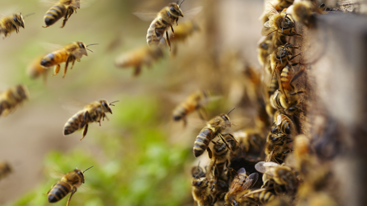 honeybees