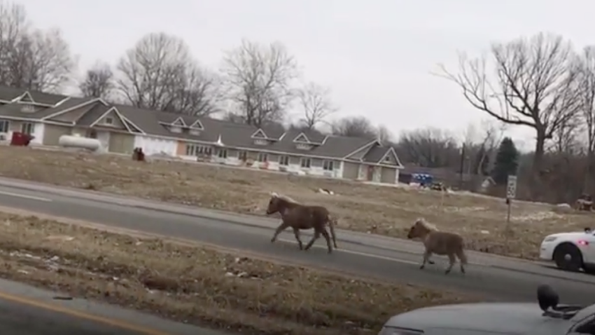 horse chase