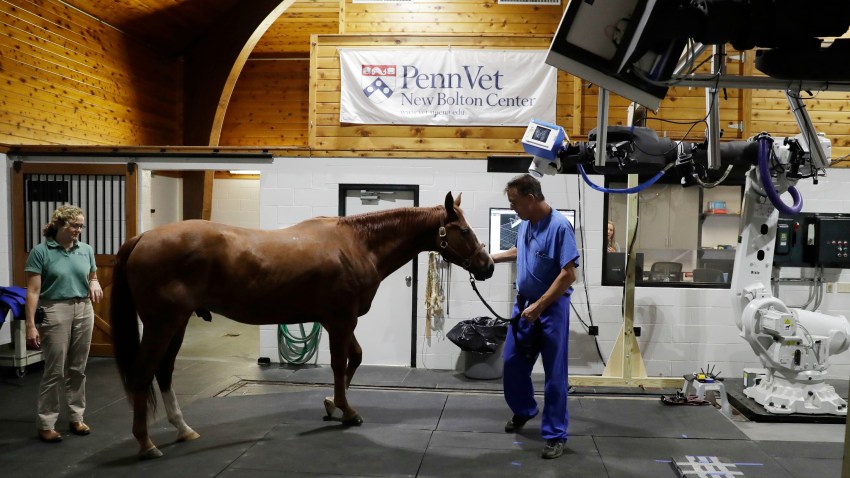Veterinary Robotics