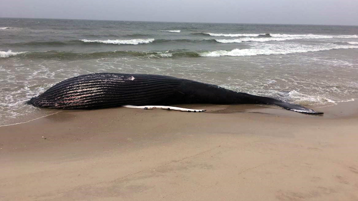 Calls grow for federal probe into whale deaths along Northeast beaches