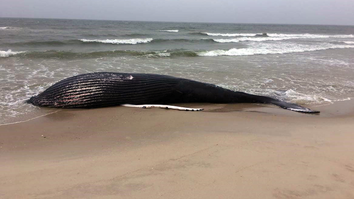 Offshore wind critics call for investigation of New Jersey whale strandings