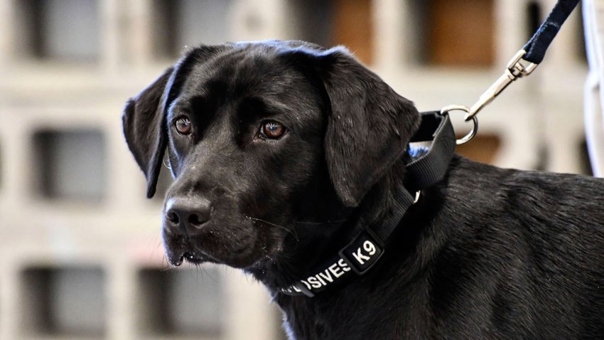CIA Bomb Sniffing Dog