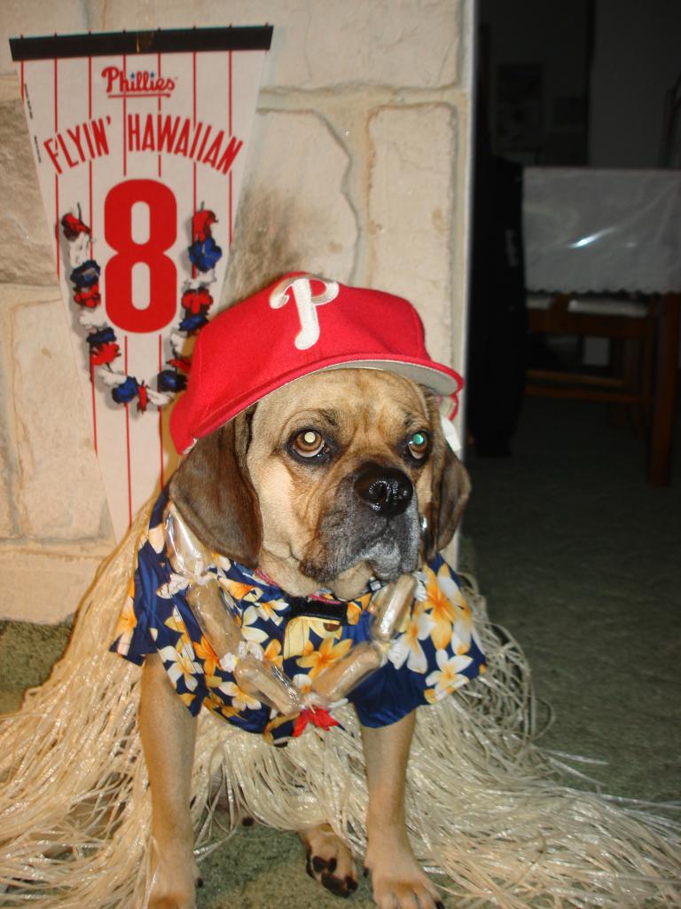 phillies dog jersey