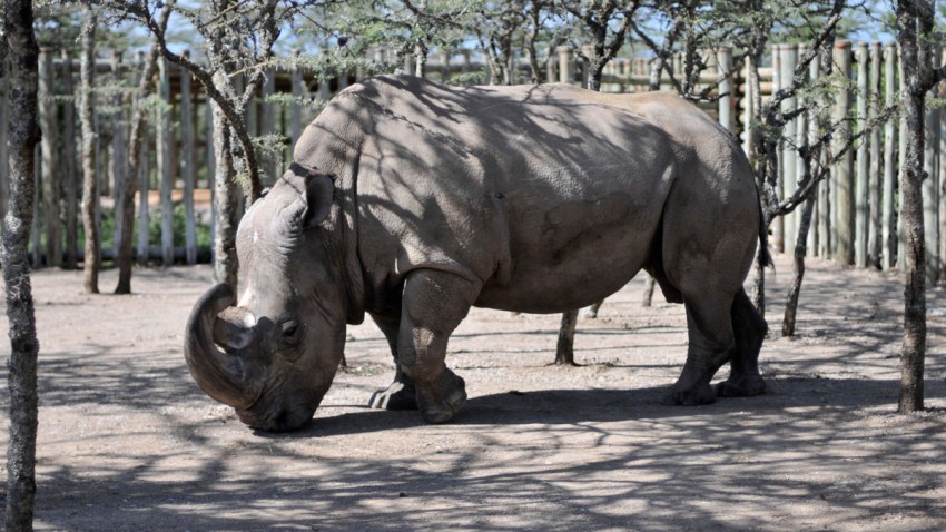 Kenya Rhino Dating App