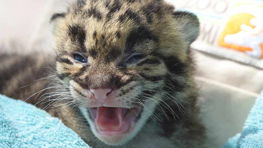 leopard kitten
