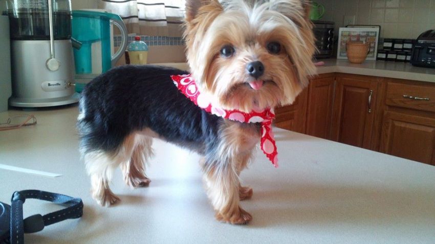 lucy_working_dog1