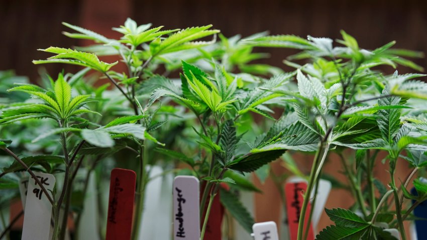 Poll Marijuana vs Opioids
