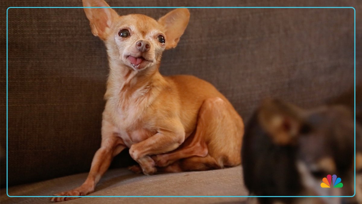 From Shelter to Instagram Star Mervin the Chihuahua NBC10 Philadelphia