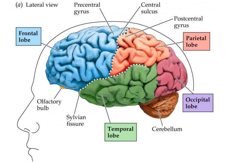 millennials-brains-brain-diagram