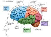 millennials-brains-brain-diagram