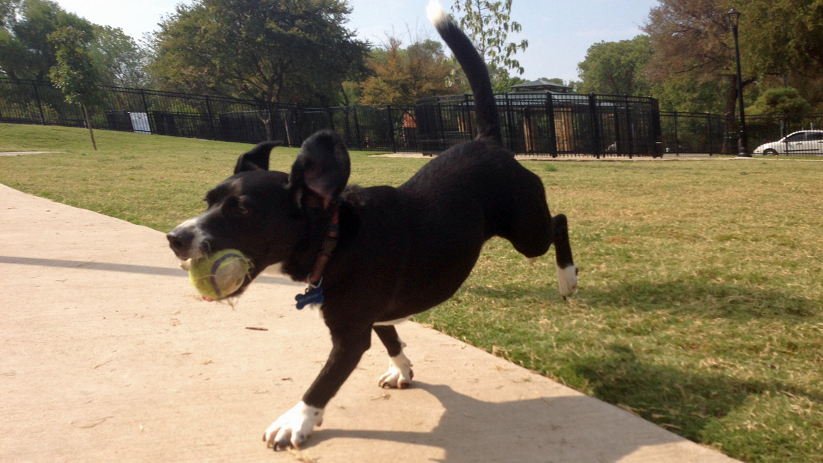 Atlantic City Adding Signs to Parks to Clean Up After Dogs NBC10