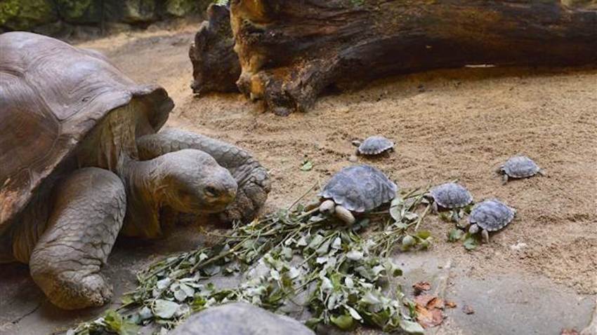 negrita babies Zurich Zoo
