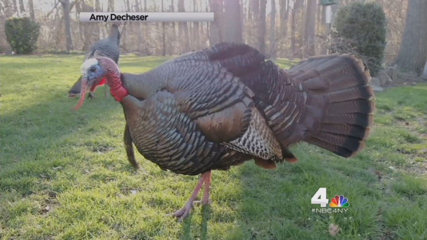 nj turkeys