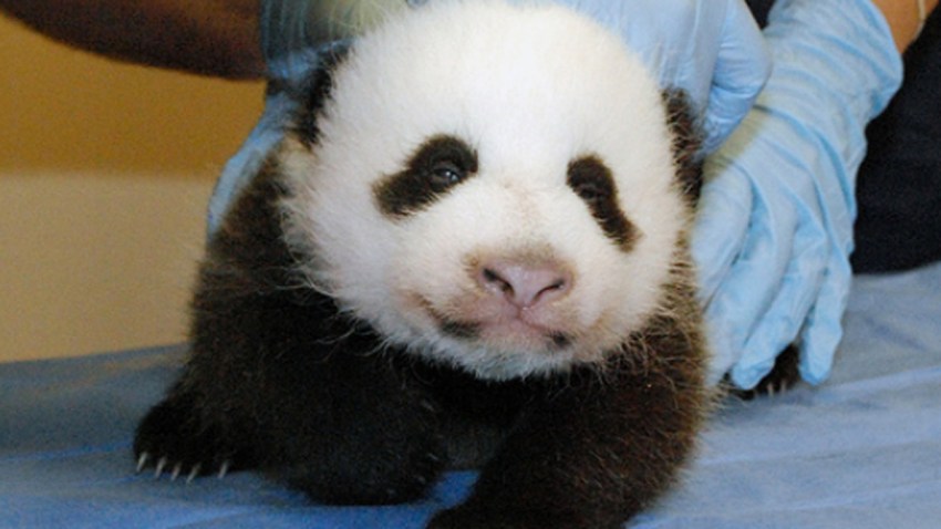 pandacam