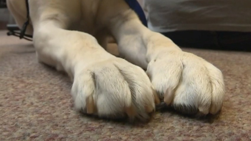 paw file photo