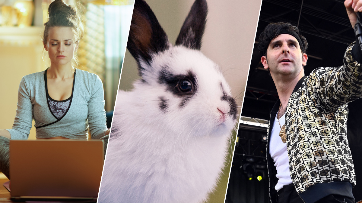 Philly Live Weekends: Yoga, Rabbits and a Live Concert – NBC10 Philadelphia