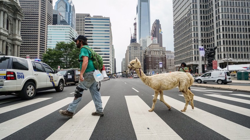 philly alpaca