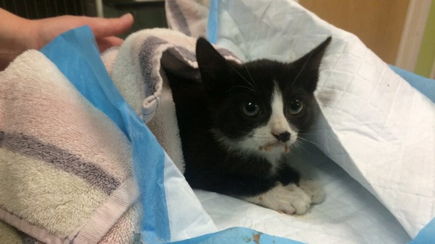 police kitten resized