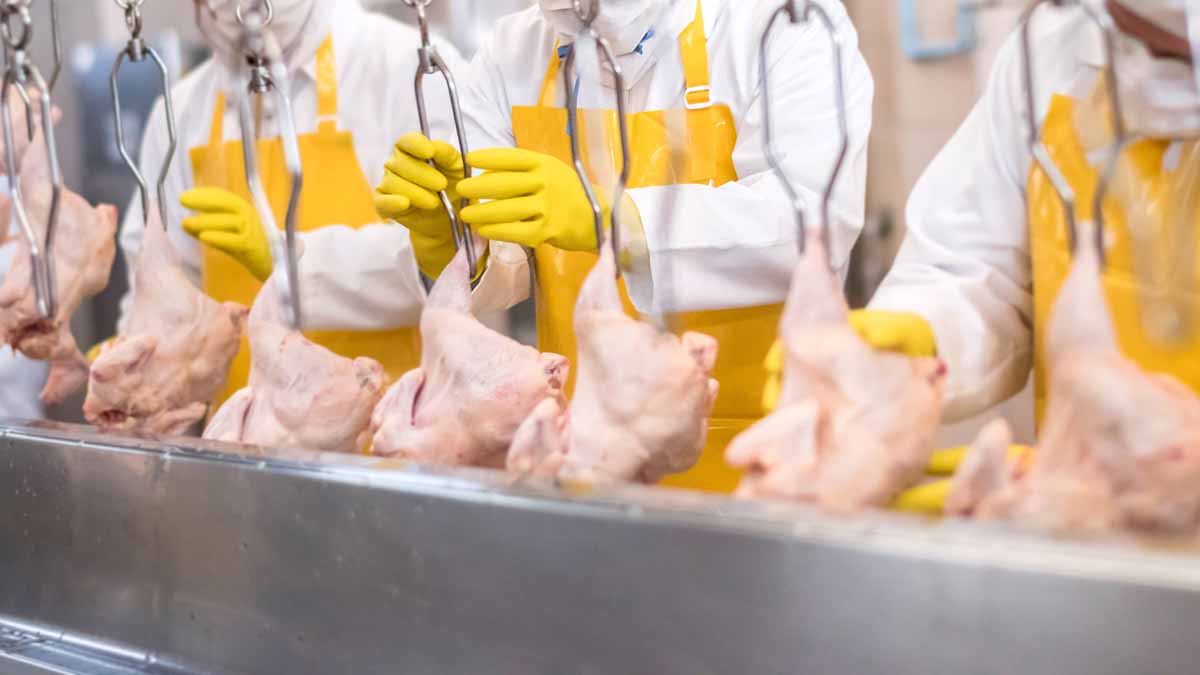 Sweeping Poultry Processing Changes Proposed by USDA to Fight