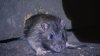 Philly appoints first-ever ‘rat abatement manager' to reduce rat population