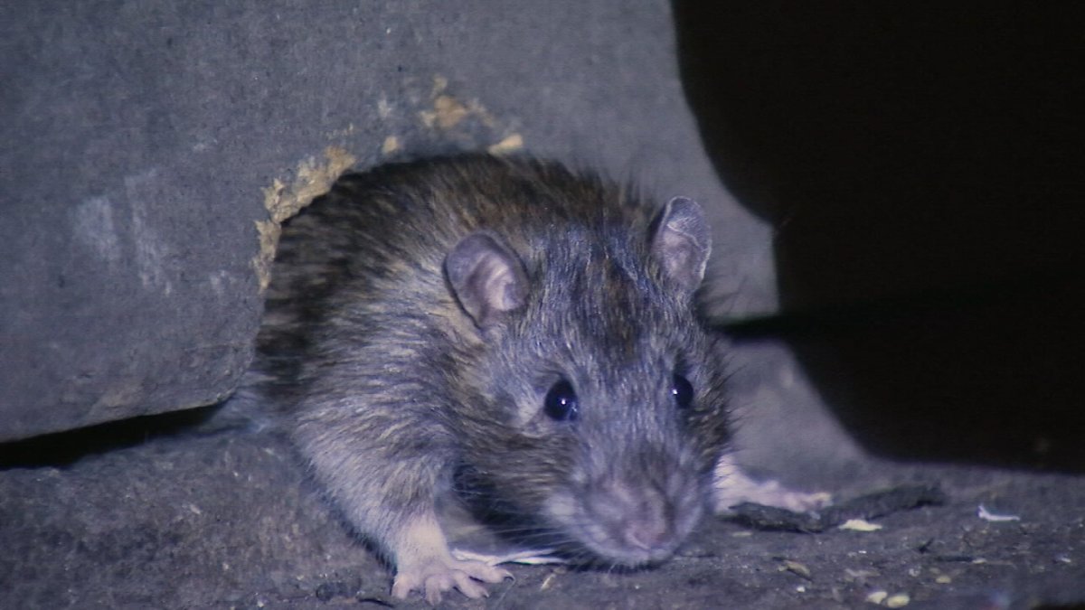 Philly appoints first-ever ‘rat abatement manager' to reduce rat population
