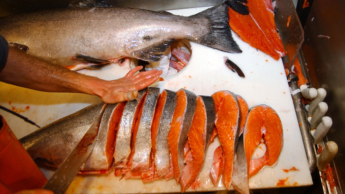 Salmon Caught in US Infected With Tapeworm, Study Says NBC10 Philadelphia