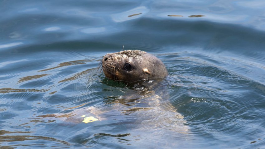 Peru Sea Lion Release
