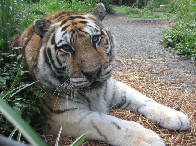 siberiantiger