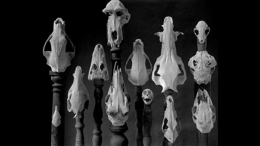 skulls dead nature morte bruce katsiff