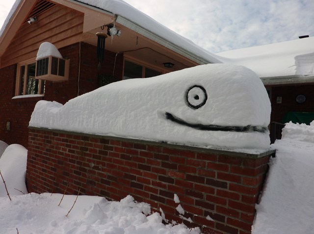 snow whale