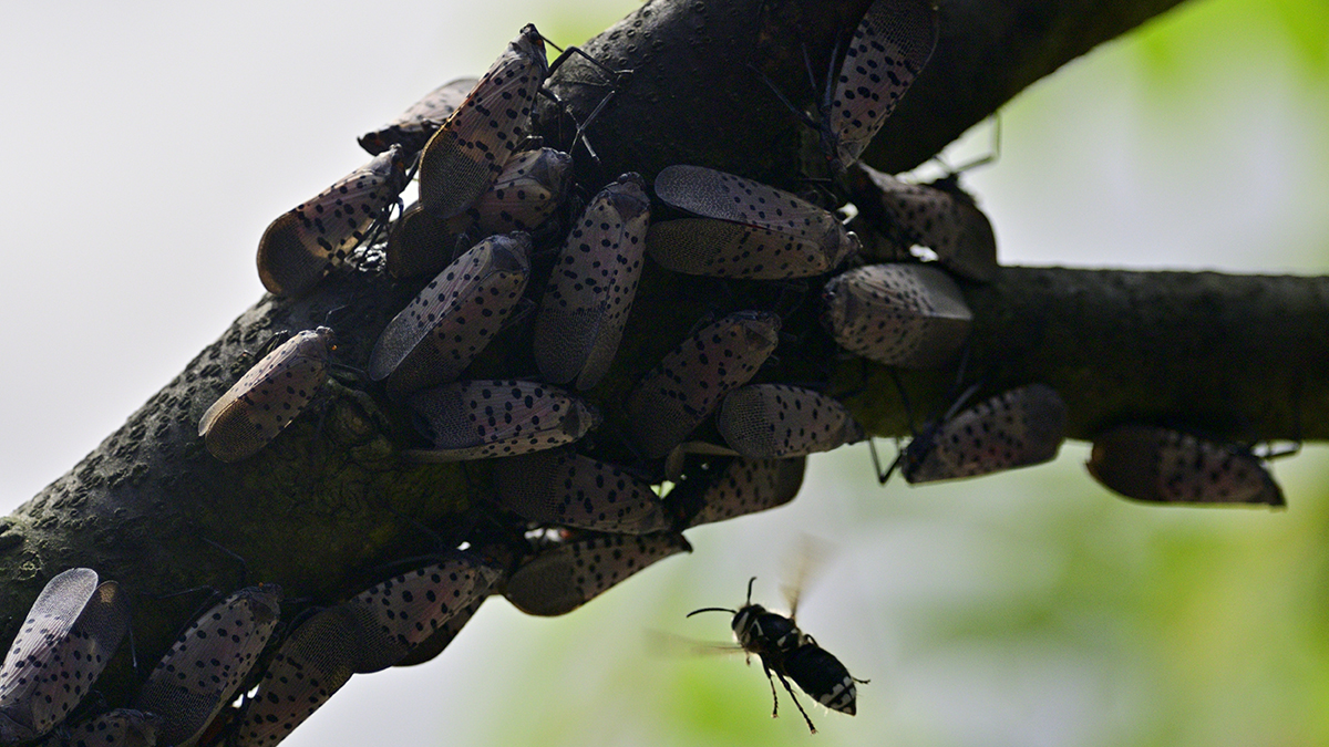 Spotted Lanternfly Explained Why This Invasive Pest Is Wreaking Havoc And The Unusual Way Experts Are Trying To Stop It Nbc10 Philadelphia