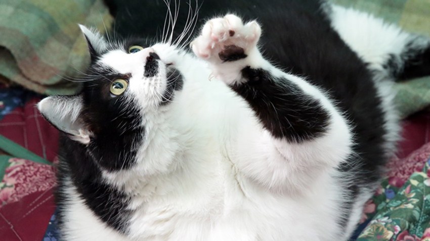 sprinkles the fat cat