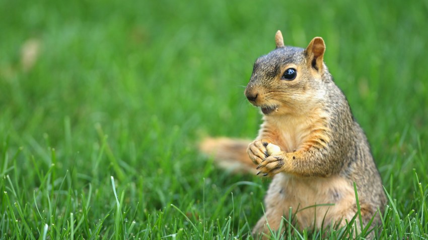 011109 Squirrel Generic