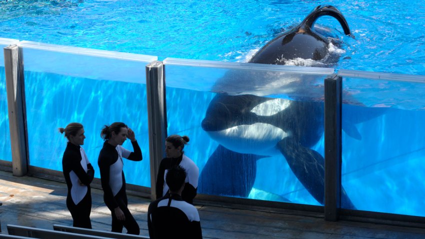 SeaWorld Dividend