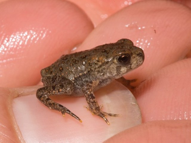 Why Did The Toadlets Cross The Road? – Nbc10 Philadelphia