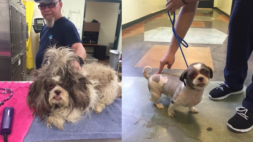 transformed-dogs-031516