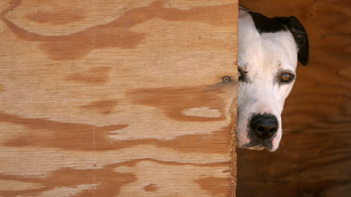 vick-dogs