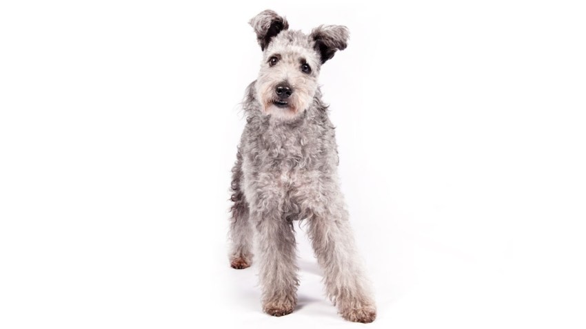 westminster dog