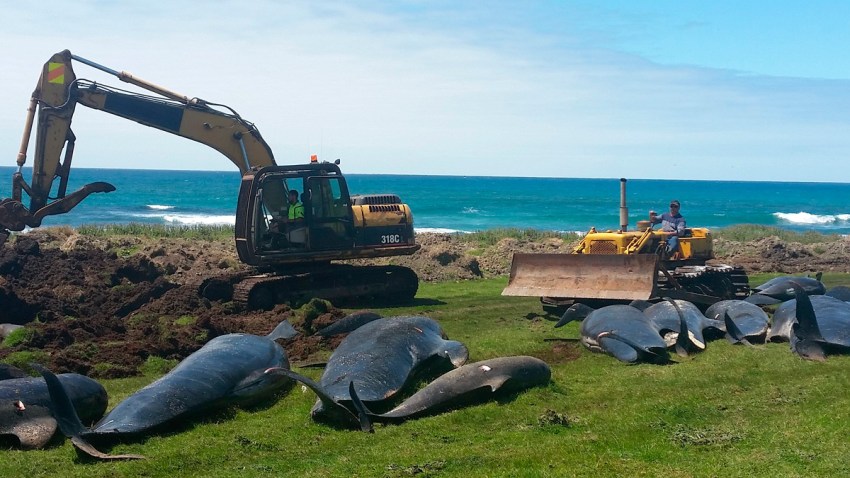 New Zealand Whale Stranding