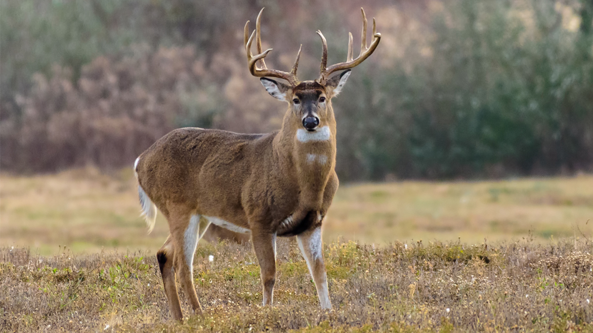 Teens Charged in Videotaped Kicking of Wounded Deer NBC10 Philadelphia