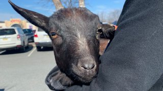 A young black goat that was rescued from North Bergen