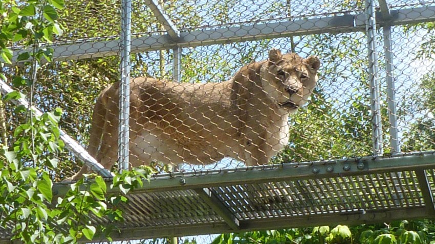zenda lion Philly Zoo