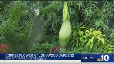 Corpse Flower Set To Bloom At Longwood Gardens Nbc10 Philadelphia