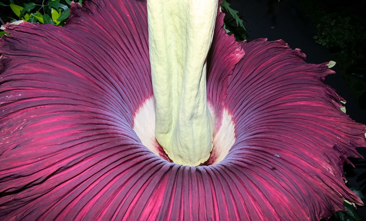 Stinky, Rare ‘Corpse Flower’ Blooming Now at Longwood Gardens – NBC10 ...