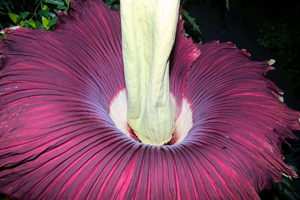 stinky, rare 'corpse flower' blooming now at longwood gardens