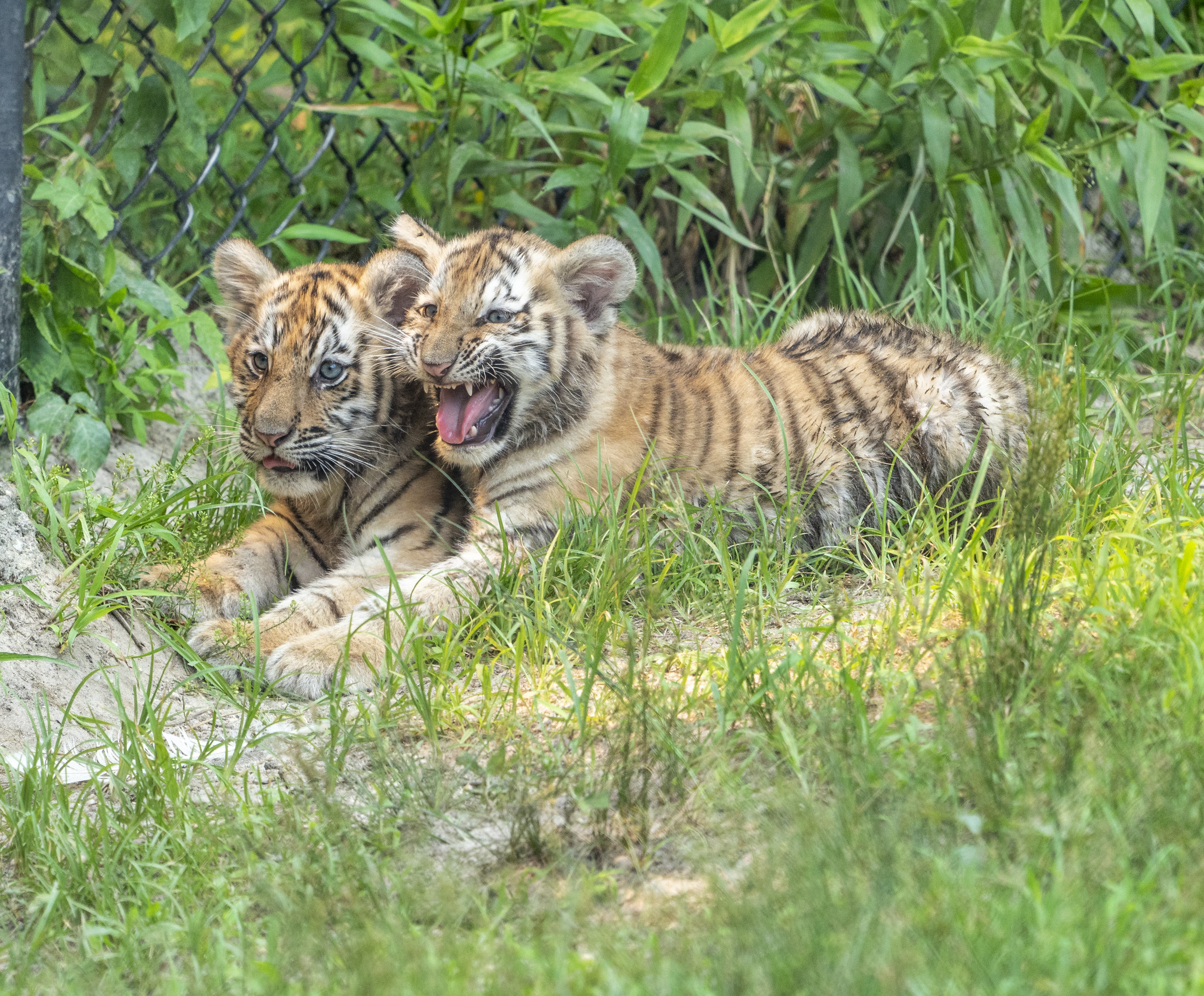 Newborn Siberian Tiger Cubs Named After Julie Ertz, Heather Mitts