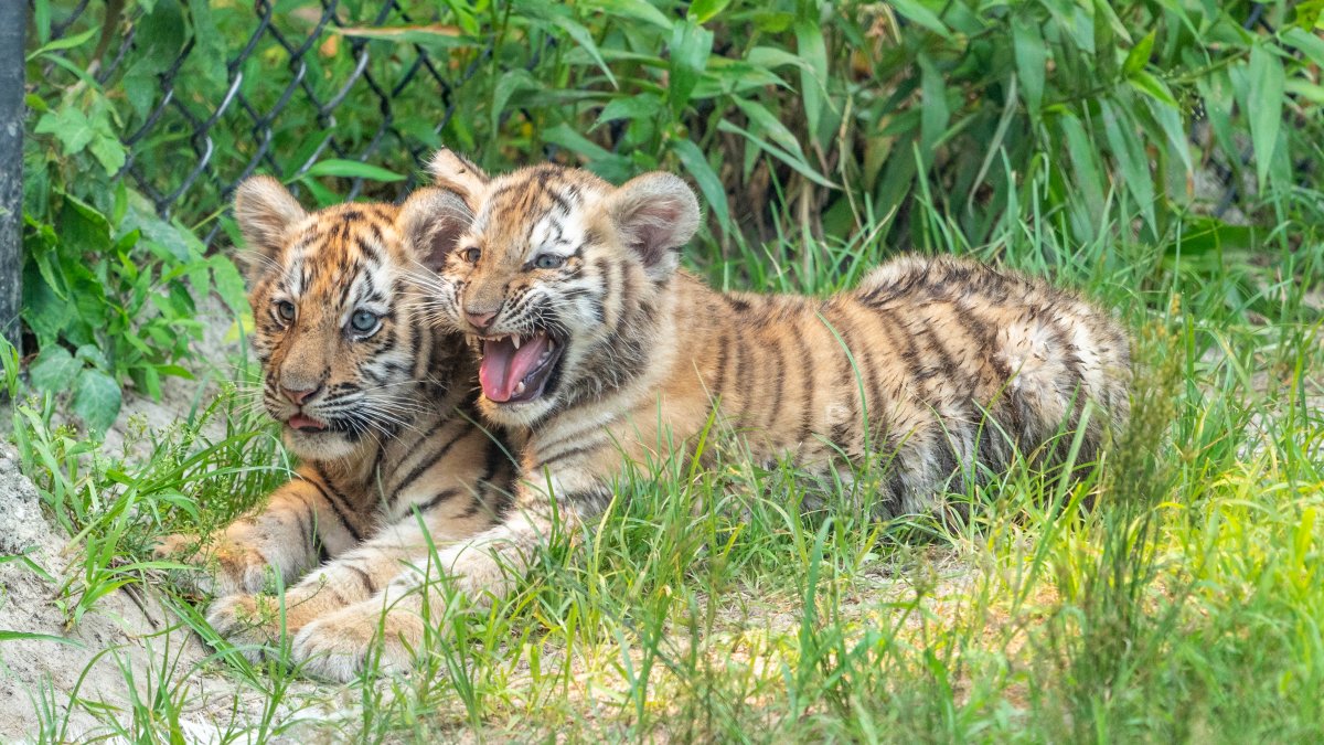 Newborn Siberian Tiger Cubs Named After Julie Ertz, Heather Mitts at Six  Flags Great AdventureWild Safari – NBC10 Philadelphia
