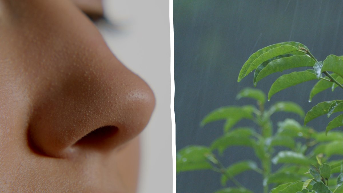 That Pleasant Smell After It Rains? It Has a Name NBC10 Philadelphia