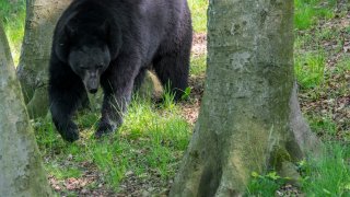 bear walks through forest