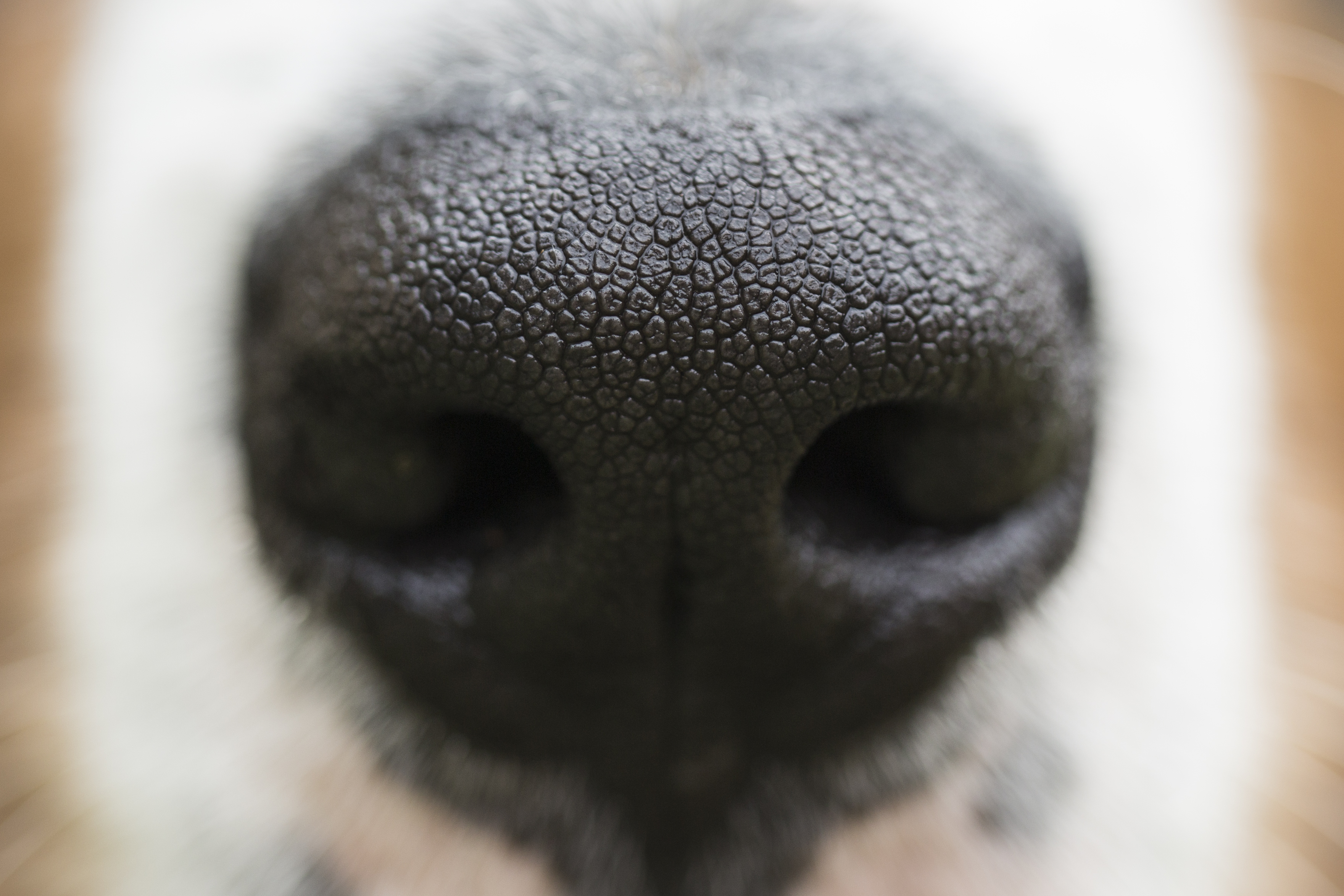 A close up of a Dog's nose